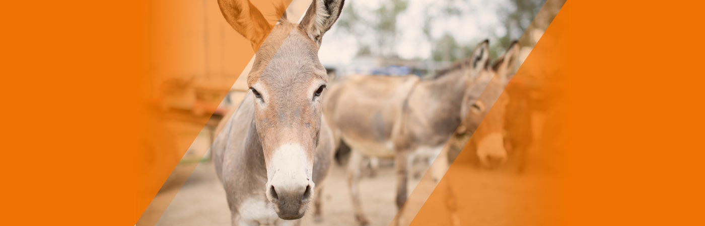 Introduction au bien‑etre animal, à l’éthique et au droit